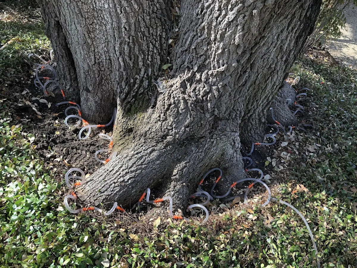 Detailed Tree Cabling and Bracing job site in Aguanga